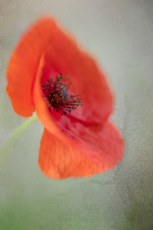 RedPoppy