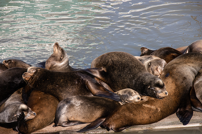 SeaLions