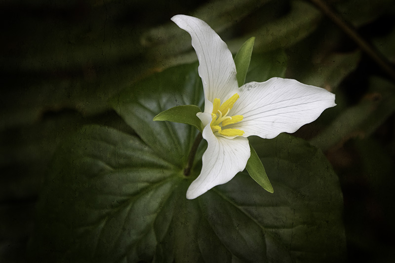 Trillium