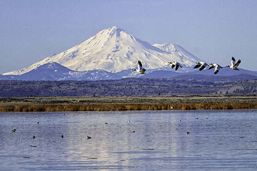 Mount Shasta with Snow Geese flying in front
